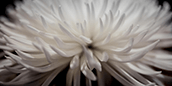 white-petaled-flower white-petaled-flower