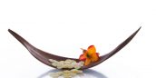 wellness-blossom-bloom wellness-blossom-bloom